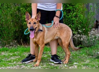 Josy  ♥️  Smartie  *|*  2 von ~650 Hunden in der Cantinho da Milu