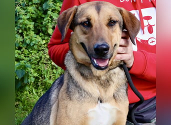 Josy  ♥️  Smartie  *|*  2 von ~650 Hunden in der Cantinho da Milu