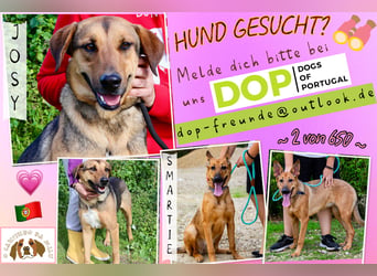 Josy  ♥️  Smartie  *|*  2 von ~650 Hunden in der Cantinho da Milu