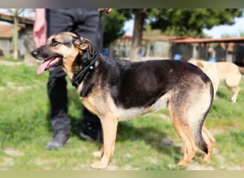♥️ Ellie • Nana ♥️ 2 von ~650 Hunden in der Cantinho da Milu