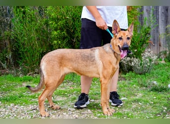 Josy  ♥️  Smartie  *|*  2 von ~650 Hunden in der Cantinho da Milu