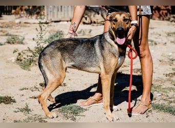 Josy  ♥️  Smartie  *|*  2 von ~650 Hunden in der Cantinho da Milu