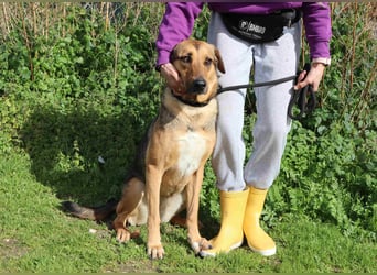 Josy  ♥️  Smartie  *|*  2 von ~650 Hunden in der Cantinho da Milu