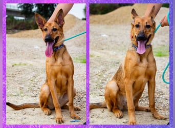 Josy  ♥️  Smartie  *|*  2 von ~650 Hunden in der Cantinho da Milu