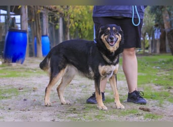 ♥️ Ellie • Nana ♥️ 2 von ~650 Hunden in der Cantinho da Milu