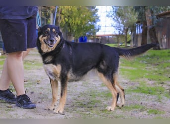 ♥️ Ellie • Nana ♥️ 2 von ~650 Hunden in der Cantinho da Milu