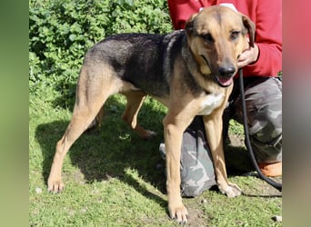 Josy  ♥️  Smartie  *|*  2 von ~650 Hunden in der Cantinho da Milu