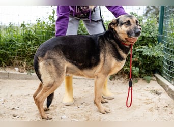 ♥️ Ellie • Nana ♥️ 2 von ~650 Hunden in der Cantinho da Milu