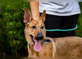 Josy  ♥️  Smartie  *|*  2 von ~650 Hunden in der Cantinho da Milu
