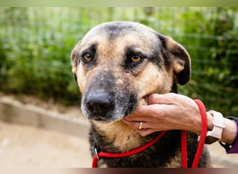 ♥️ Ellie • Nana ♥️ 2 von ~650 Hunden in der Cantinho da Milu