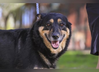 ♥️ Ellie • Nana ♥️ 2 von ~650 Hunden in der Cantinho da Milu