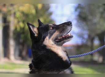 ♥️ Ellie • Nana ♥️ 2 von ~650 Hunden in der Cantinho da Milu