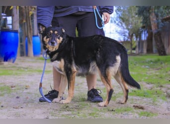 ♥️ Ellie • Nana ♥️ 2 von ~650 Hunden in der Cantinho da Milu