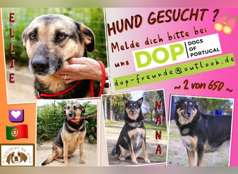 ♥️ Ellie • Nana ♥️ 2 von ~650 Hunden in der Cantinho da Milu