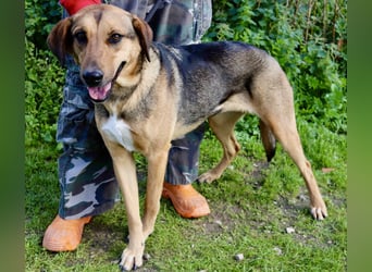 Josy  ♥️  Smartie  *|*  2 von ~650 Hunden in der Cantinho da Milu