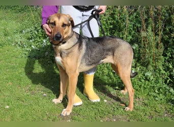 Josy  ♥️  Smartie  *|*  2 von ~650 Hunden in der Cantinho da Milu