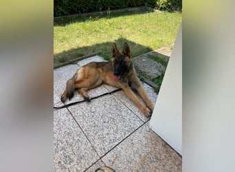 Kessy - Schäferhund-Mix