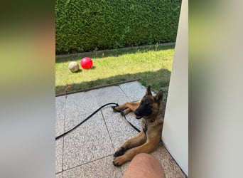 Kessy - Schäferhund-Mix