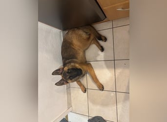Kessy - Schäferhund-Mix
