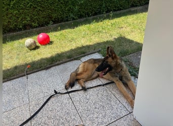 Kessy - Schäferhund-Mix