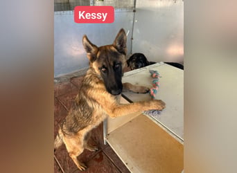 Kessy - Schäferhund-Mix
