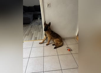 Kessy - Schäferhund-Mix