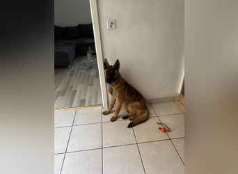 Kessy - Schäferhund-Mix