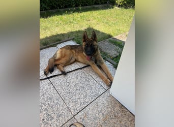 Kessy - Schäferhund-Mix