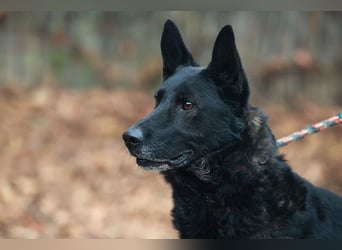 Elvis ist ein Rohdiamant und hat endlich sein eigenes Körbchen verdient