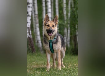 Zarte Mira sucht liebevolles Zuhause