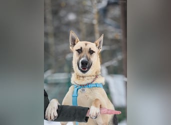 Kluger Cäser sucht liebevolles Zuhause