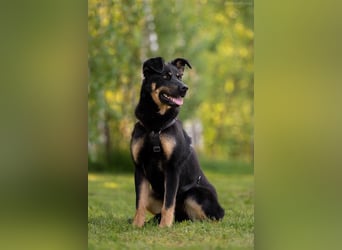 Liebevolles Zuhause für Klava gesucht