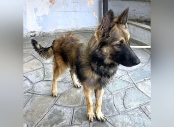 Atlas – ein wunderschöner junger Schäferhund auf der Suche nach seinem Glück.