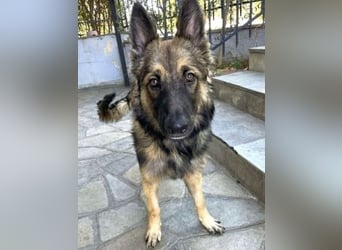 Atlas – ein wunderschöner junger Schäferhund auf der Suche nach seinem Glück.