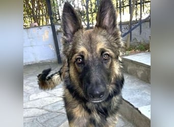 Atlas – ein wunderschöner junger Schäferhund auf der Suche nach seinem Glück.