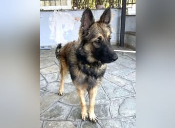 Atlas – ein wunderschöner junger Schäferhund auf der Suche nach seinem Glück.