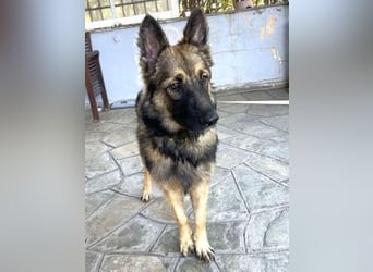 Atlas – ein wunderschöner junger Schäferhund auf der Suche nach seinem Glück.