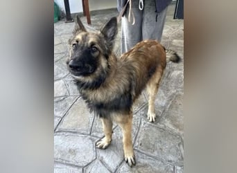 Atlas – ein wunderschöner junger Schäferhund auf der Suche nach seinem Glück.