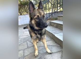 Atlas – ein wunderschöner junger Schäferhund auf der Suche nach seinem Glück.