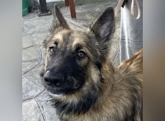 Atlas – ein wunderschöner junger Schäferhund auf der Suche nach seinem Glück.