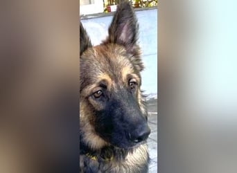Atlas – ein wunderschöner junger Schäferhund auf der Suche nach seinem Glück.