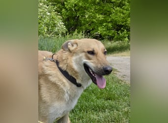 Kinderfreundlicher Schäferhund ähnl. Mischling, 1Jahr, 55cm, kastriert