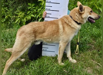 Kinderfreundlicher Schäferhund ähnl. Mischling, 1Jahr, 55cm, kastriert