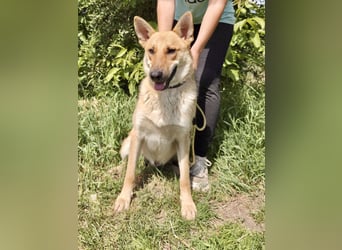 Kinderfreundlicher Schäferhund ähnl. Mischling, 1Jahr, 55cm, kastriert