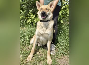 Kinderfreundlicher Schäferhund ähnl. Mischling, 1Jahr, 55cm, kastriert