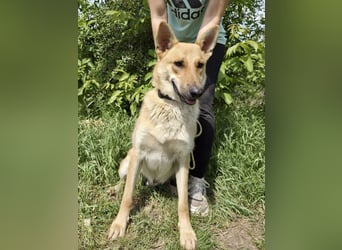 Kinderfreundlicher Schäferhund ähnl. Mischling, 1Jahr, 55cm, kastriert