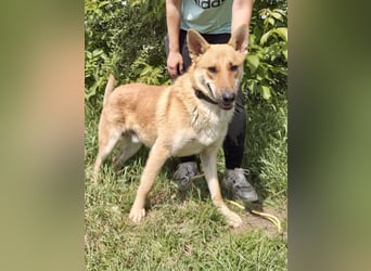 Kinderfreundlicher Schäferhund ähnl. Mischling, 1Jahr, 55cm, kastriert