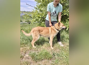 Kinderfreundlicher Schäferhund ähnl. Mischling, 1Jahr, 55cm, kastriert