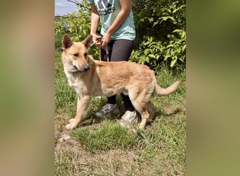 Kinderfreundlicher Schäferhund ähnl. Mischling, 1Jahr, 55cm, kastriert