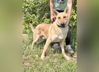 Kinderfreundlicher Schäferhund ähnl. Mischling, 1Jahr, 55cm, kastriert